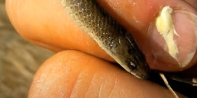 Columbia snake